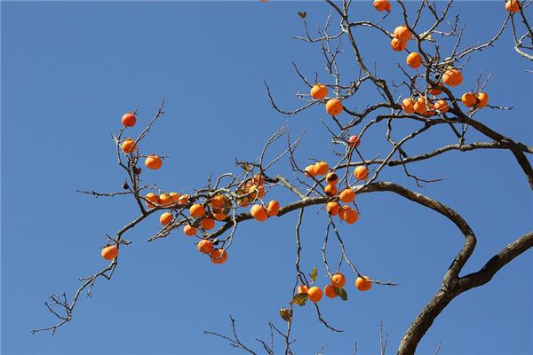 梦见柿子树上结了很多红柿子